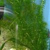 Egeria densa
