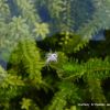 Elodea canadensis
