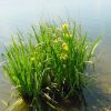 Iris pseudocorus