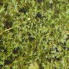 Lemna triskula