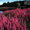 Lythrum salikaria