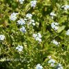 Miosotis palustris