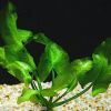 Nuphar Japonica - filtračná rastlina