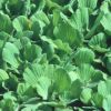 Pistia stratiotes