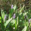 Pontederia cordata