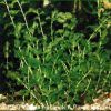 Potomogeton perfoliatus