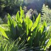 Rumex hydrolapathum