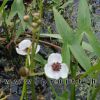 Sagittaria sgitifolia